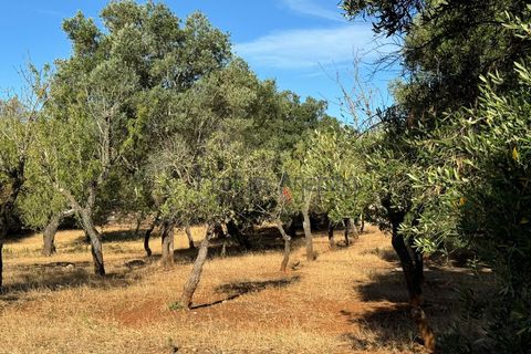 Landejendom i Ostuni, Brindisi, Ostuni - € 70.000 | Ref: 172708 - foto 19